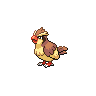 Pidgey Pokémon